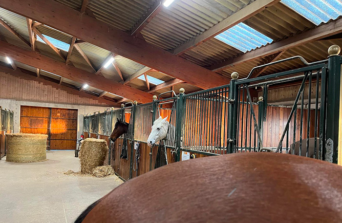 haras chene benit boxes
