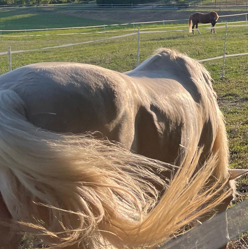 haras chene benit cheval