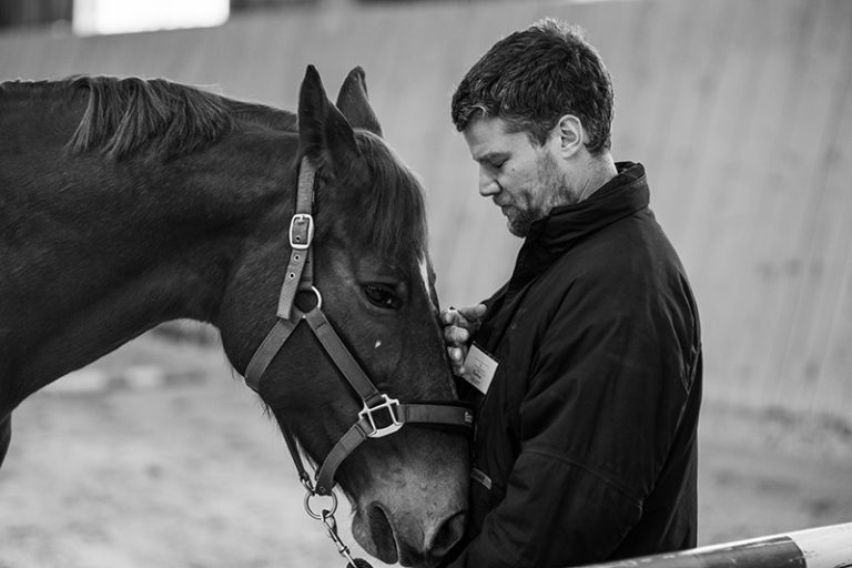 haras chene benit horse ressource